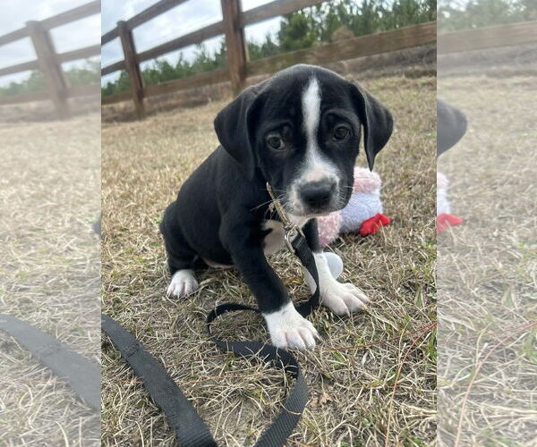 Medium Photo #3 Mutt Puppy For Sale in Tarrytown, GA, USA