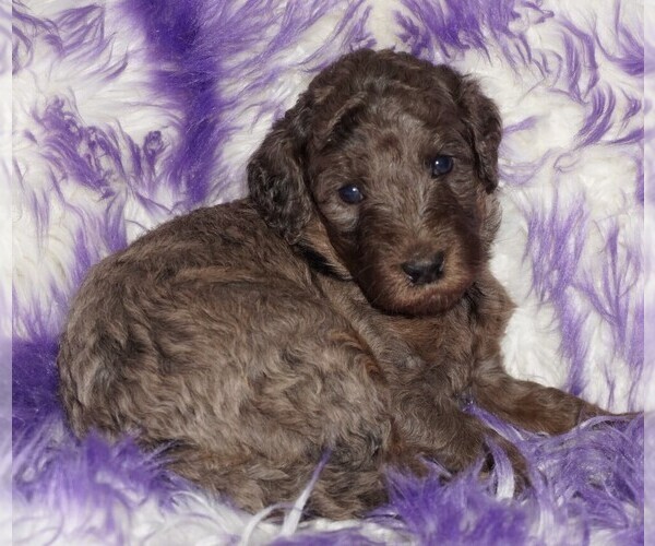 Medium Photo #2 Labradoodle Puppy For Sale in LA HABRA, CA, USA