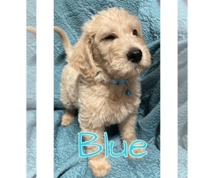 Labradoodle Puppy for sale in LANCASTER, SC, USA