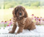 Small #3 Cavapoo (Miniature)