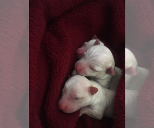 Chihuahua Puppy for sale in TAYLORSVILLE, UT, USA