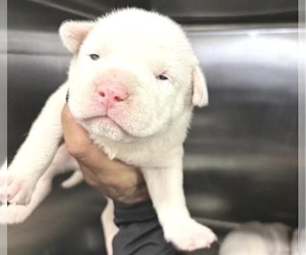 Medium Photo #1 Mutt Puppy For Sale in Houston, TX, USA