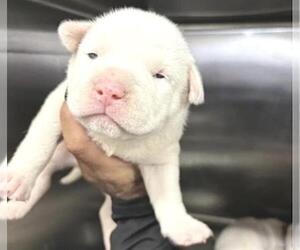 Mutt Dogs for adoption in Houston, TX, USA