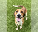 Small #1 Beagle Mix
