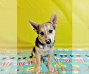 Huskies -Pembroke Welsh Corgi Mix Dogs for adoption in Randleman , NM, USA