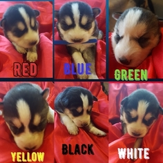Siberian Husky Puppy for sale in COATESVILLE, PA, USA