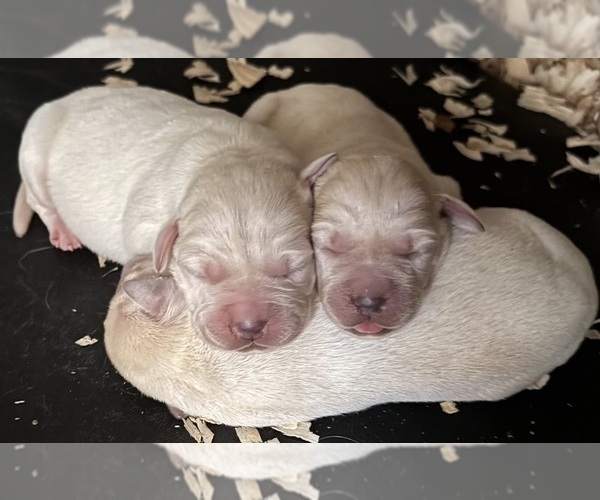 Medium Photo #1 Labrador Retriever Puppy For Sale in ALL HEALING SPRINGS, NC, USA