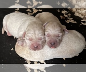 Labrador Retriever Puppy for sale in ALL HEALING SPRINGS, NC, USA