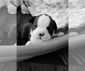Boston Terrier Puppy for sale in CHATSWORTH, GA, USA