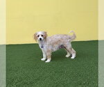 Small #6 Maltese Mix