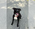 Small Photo #7 American Pit Bull Terrier-Labrador Retriever Mix Puppy For Sale in Brewster, NY, USA