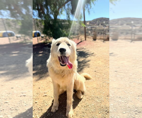 Medium Photo #5 Golden Pyrenees Puppy For Sale in San Diego, CA, USA