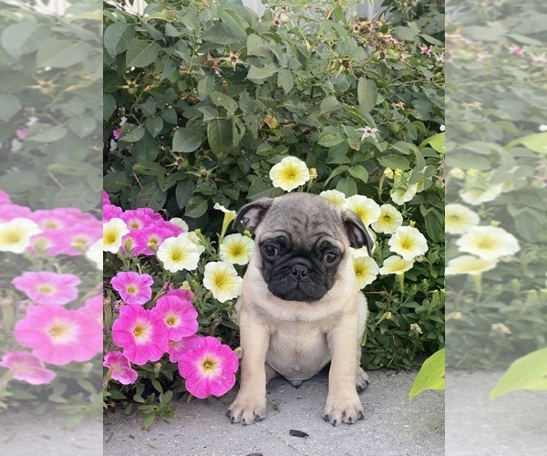Medium Photo #1 Pug Puppy For Sale in CANOGA, NY, USA