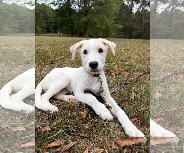 Medium Photo #3 Golden Labrador Puppy For Sale in Attalka, AL, USA