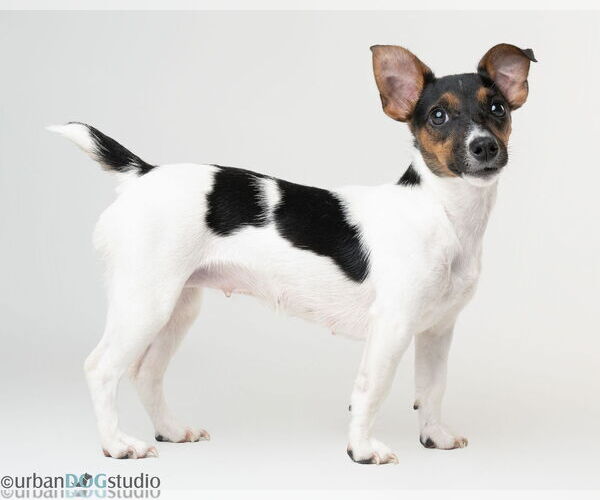 Medium Photo #3 Jack Russell Terrier-Unknown Mix Puppy For Sale in Tampa, FL, USA
