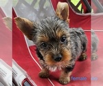 Small #1 Yorkshire Terrier