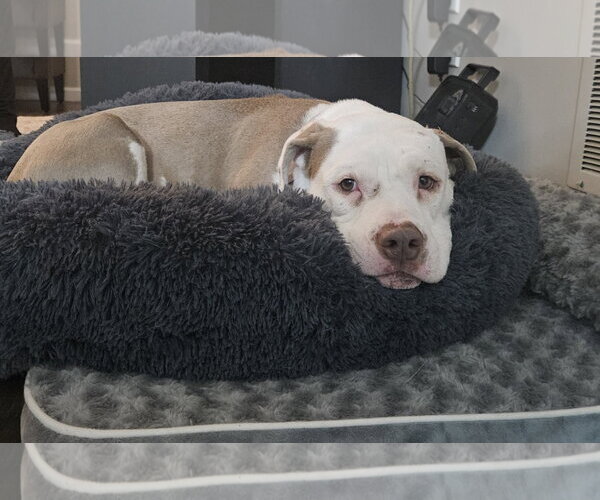 Medium Photo #12 Mutt Puppy For Sale in Mount Laurel, NJ, USA