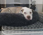 Small #11 Mutt