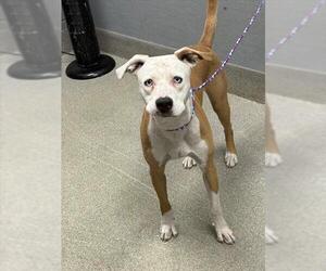 Mutt Dogs for adoption in Las Vegas, NV, USA