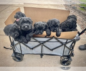 Schnauzer (Giant) Litter for sale in ROCKWALL, TX, USA