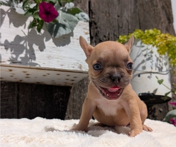 Medium Photo #31 French Bulldog Puppy For Sale in GOSHEN, IN, USA