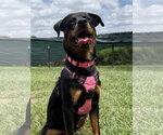 Small #1 Rottweiler
