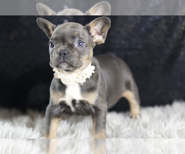 Medium Photo #87 French Bulldog Puppy For Sale in WARSAW, IN, USA