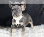 Small Photo #87 French Bulldog Puppy For Sale in WARSAW, IN, USA