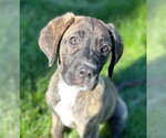 Small #3 Great Dane Mix