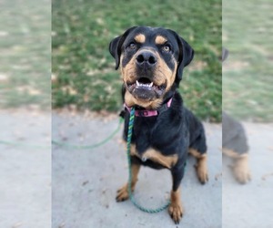Rottweiler-Unknown Mix Dogs for adoption in Sandy, UT, USA
