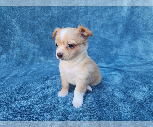 Medium Photo #8 Chihuahua-Unknown Mix Puppy For Sale in San Francisco, CA, USA