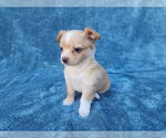 Small #7 Chihuahua Mix