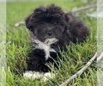 Small Photo #5 Havanese Puppy For Sale in CANOGA, NY, USA