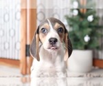 Small Photo #2 Beagle Puppy For Sale in NAPLES, FL, USA