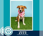 Small #4 Boxer Mix