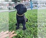 Small Photo #1 Labrador Retriever Puppy For Sale in CLEVELAND, OH, USA