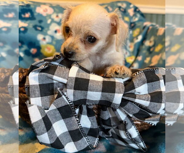 Medium Photo #8 Chihuahua-Unknown Mix Puppy For Sale in Pacolet, SC, USA