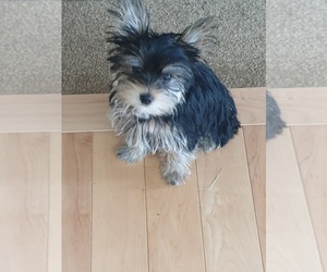 Yorkshire Terrier Puppy for sale in BURLINGTON, KY, USA