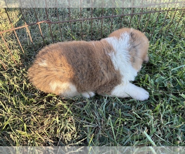 Medium Photo #8 Great Bernese Puppy For Sale in BALDWIN CITY, KS, USA