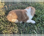 Small #7 Great Bernese