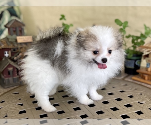 Medium Photo #12 Pomeranian Puppy For Sale in WINDERMERE, FL, USA