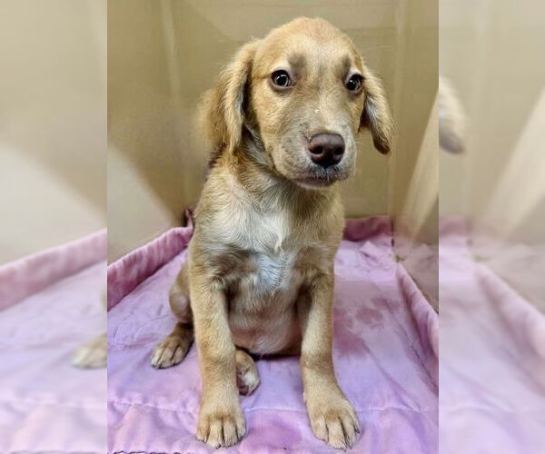 Medium Photo #1 Mutt Puppy For Sale in Canton, CT, USA