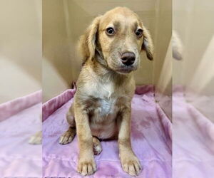Mutt Dogs for adoption in Canton, CT, USA