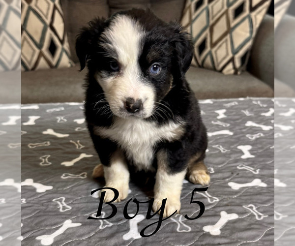 Medium Photo #48 Miniature Australian Shepherd Puppy For Sale in SALISBURY, NC, USA