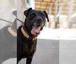 Small American Pit Bull Terrier-Labrador Retriever Mix