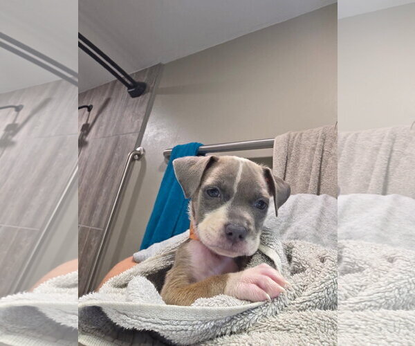 Medium Photo #2 Black Mouth Cur-Unknown Mix Puppy For Sale in New London, WI, USA