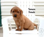 Small Photo #54 Labrador Retriever Puppy For Sale in DAYTON, VA, USA