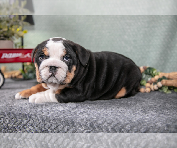 Medium Photo #2 Victorian Bulldog Puppy For Sale in MILLERSBURG, IN, USA