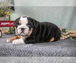 Small #1 Victorian Bulldog