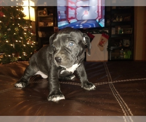 Medium Photo #1 American Bully Puppy For Sale in MOTLEY, MN, USA